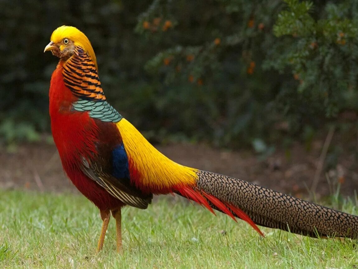 Фазан фото. Золотой фазан Chrysolophus pictus. Пёстрый фазан Микадо. Золотой фазан самка. Изумрудный фазан.