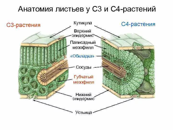 В жилках листа находится сверху. Строение листа с4 растений. Анатомическое строение листа растения. Строение листа с3 и с4 растений. С4 фотосинтез строение листа.