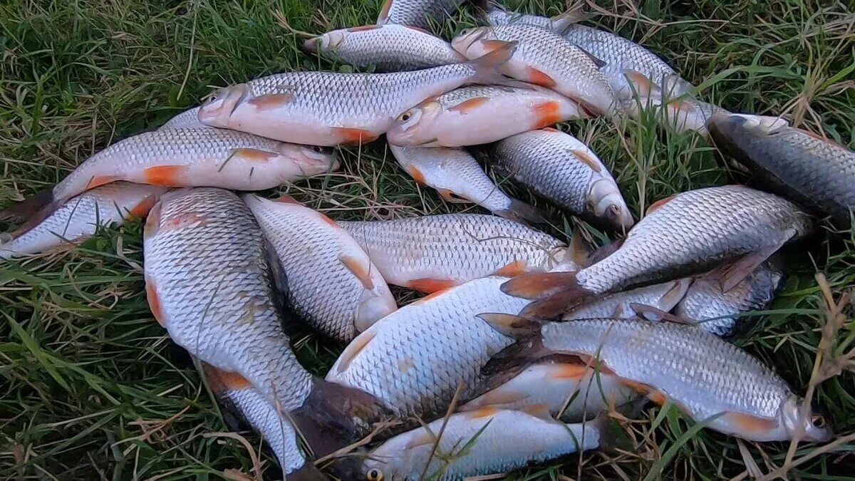 Крупная плотва. Самая большая плотва в мире. maxifish.