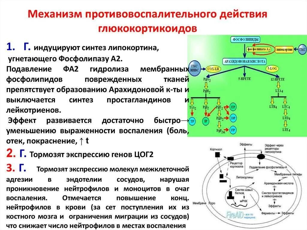 Гкс гормоны. Схема молекулярного механизма действия глюкокортикостероидов. Механизм действия стероидных противовоспалительных средств схема. Механизм противовоспалительного действия глюкокортикоидов. Механизм противовоспалительного действия глюкокортикоидов схема.