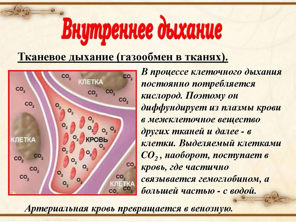 Тканевое дыхание. Газообмен в тканях. Тканевое и клеточное дыхание. Внутреннее клеточное дыхание.