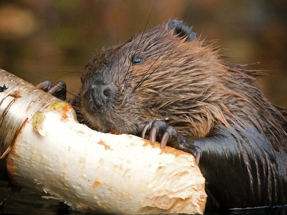 Бобры ролик. Канадский Бобр (Castor canadensis). Бобр Речной обыкновенный. Речной Бобр Западносибирский подвид. Бобры плотина.