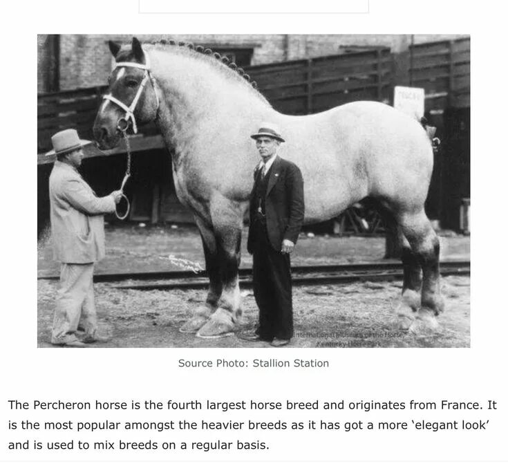 Большой конь 1846 года. Сампсон лошадь. Самый большой конь в мире Сампсон. Жеребец Бруклин Сьюприм. Бруклин Сьюприм лошадь.