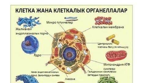 Көйлектері бар әйелдер порносы