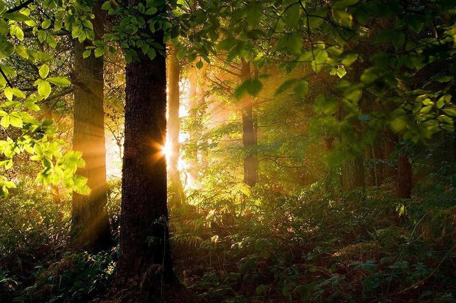 Солнце поднимается и лес озаряется ярко красным. "Солнце в лесу". Лес Освещенный солнцем. Природа солнце. Солнечный лес.