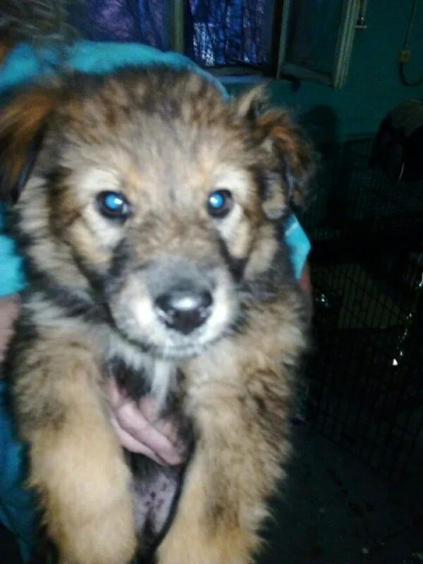 рыжий кот зеленогорск красноярского