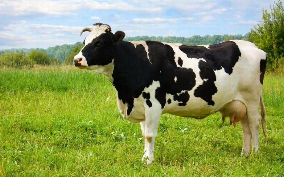 Now cow. Now cow