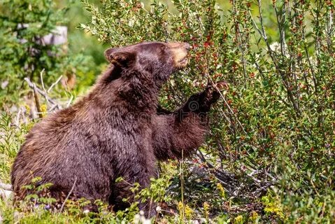 Ягода ягодка медведь медведи какая