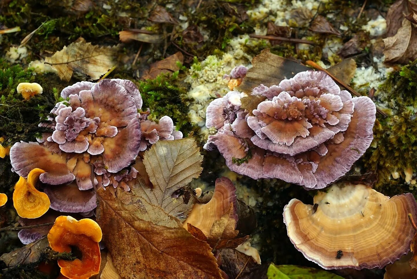 Древесные грибы Краснодарского края. Степные грибы Кубани. Съедобные трубчатые грибы Кубани. Грибы Кубани и Адыгеи. Грибы адыгеи и краснодарского края в контакте