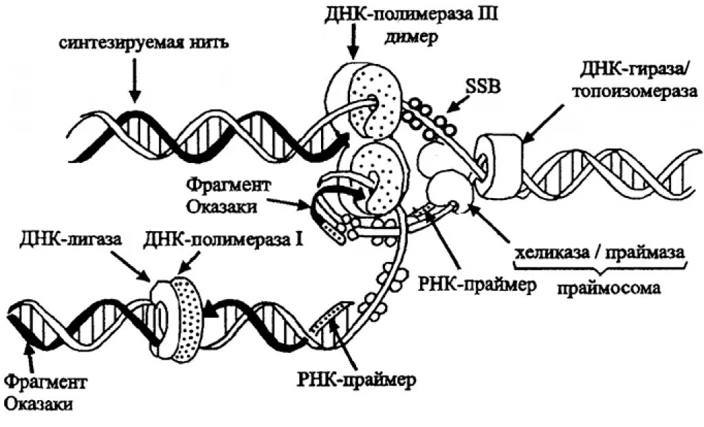 Осуществляется ферментом днк полимеразой. ДНК полимераза репликация ДНК. Строение ДНК полимеразы. Матричный Синтез ДНК репликация. Репликация ДНК полимераза.