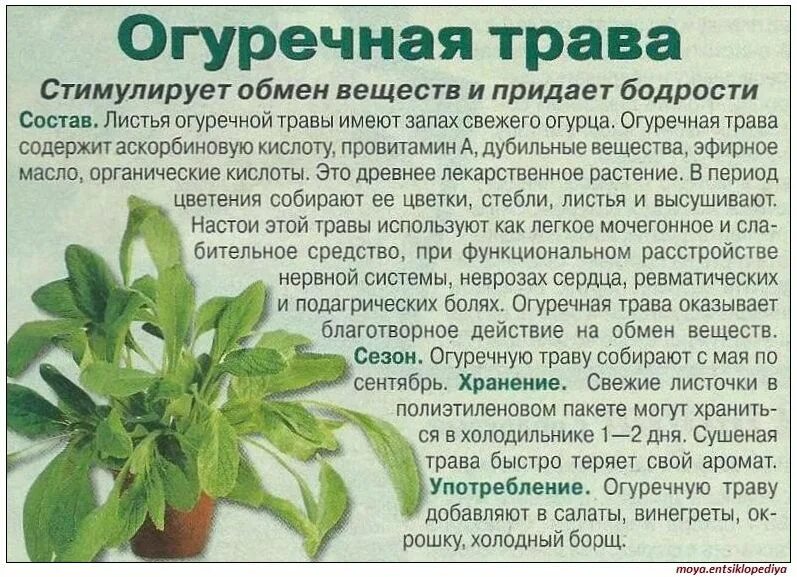 Огурцы мочегонные или нет свежие. Какие огурцы можно есть. Польза огурца для организма. Чем полезен огурец. Витамины в огурцах свежих.