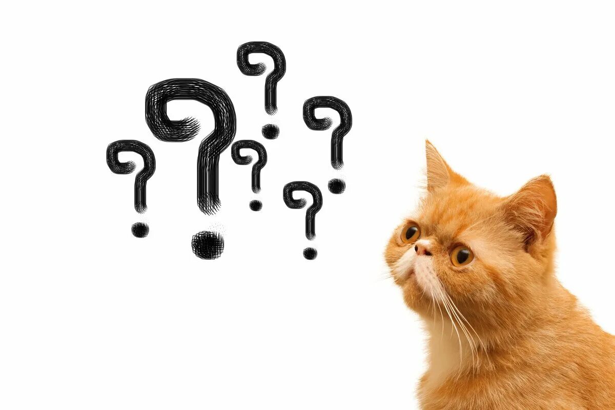 10 вопросов коту. Кот вопросительный знак. Котенок со знаком вопроса. Животное со знаком вопроса. Котик с вопросом.