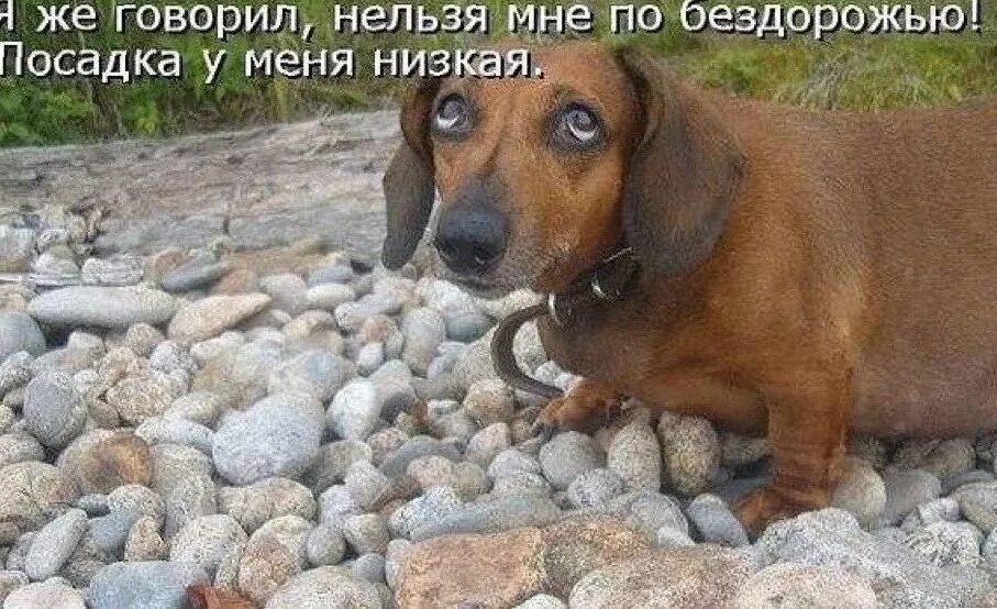 Смешные истории из жизни животных. Собаки приколы с надписями. смешные собаки с надписями. прикольные надписи про собак. смешные щенки с надписями.