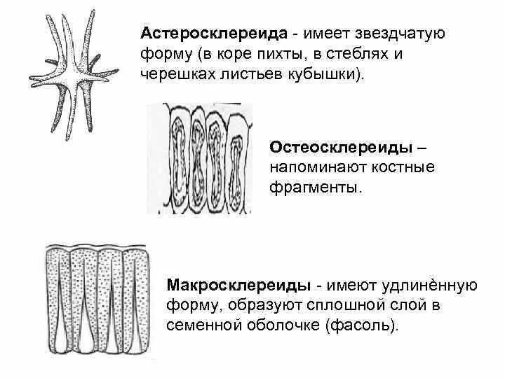 Имеет удлиненную форму в. Типы склереид. Склереиды функции. Склереиды строение. Клетки имеют звездчатую форму.