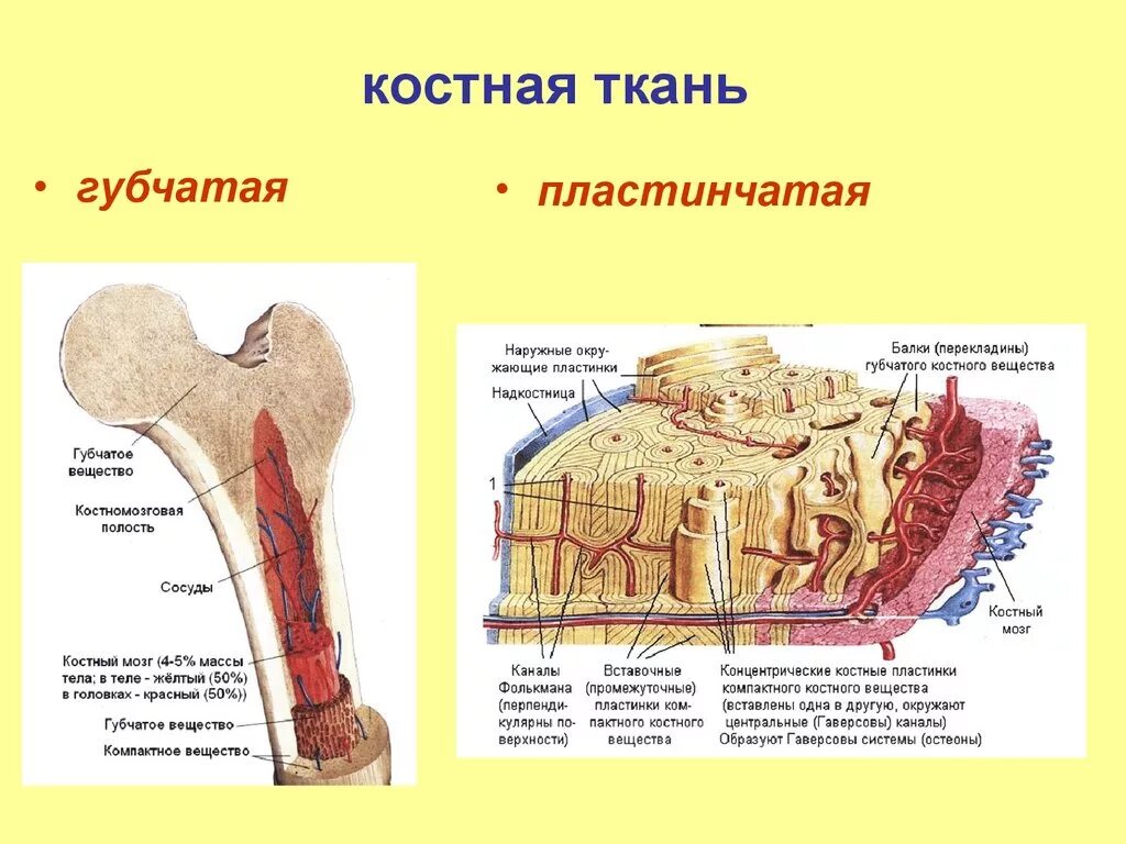 Пластинчатая кость. Пластинчатая губчатая костная ткань. Пластинчатая костная ткань остеобласты. Пластинчатая трабекулярная костная ткань. Классификация костной ткани анатомия.