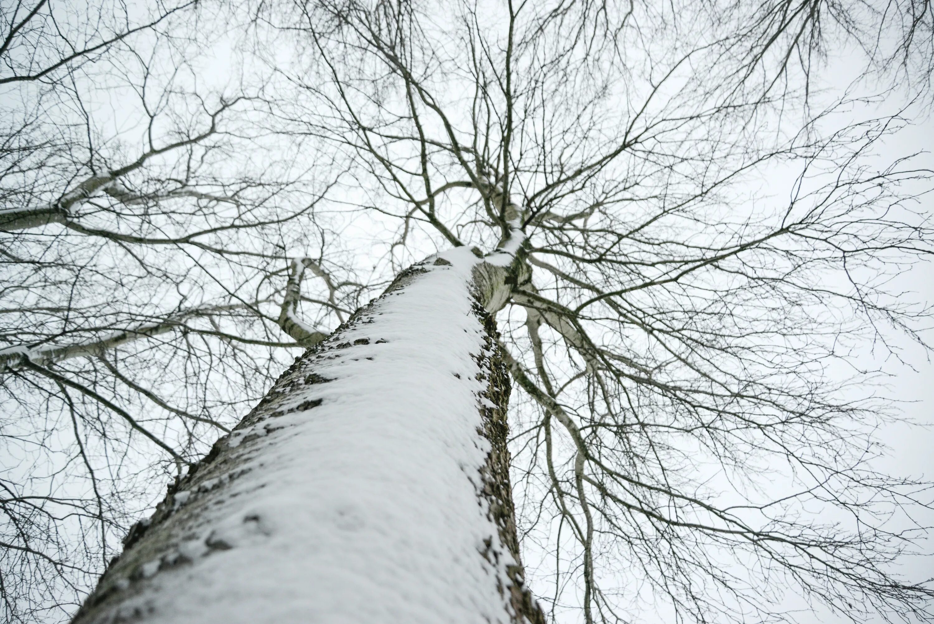 Небылица зима на деревьях. Ствол дерева. Дерево с белым стволом. Береза с белым стволом. Ствол березы.