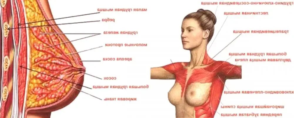 молочные железы строение женщин. анатомическое строение женской груди. мышцы в молочной железе. строение женской грудной железы. строение женской грудной мышцы.