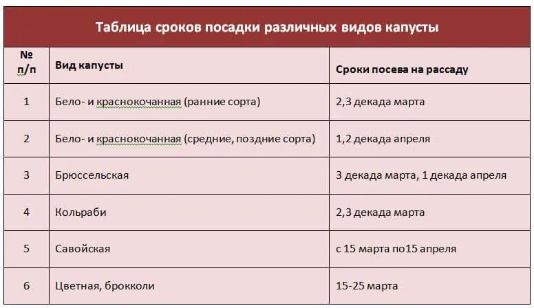 Сроки высадки капусты. Сроки высадки в грунт рассады поздней капусты. Сроки посадки капусты таблица. Сроки посадки поздней капусты в грунт. Таблица высадки семян на рассаду.