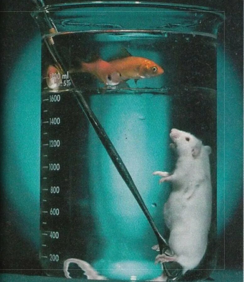 Перфторуглерод жидкостное дыхание. Аквариум для крысы с водой. Крыса в воде.