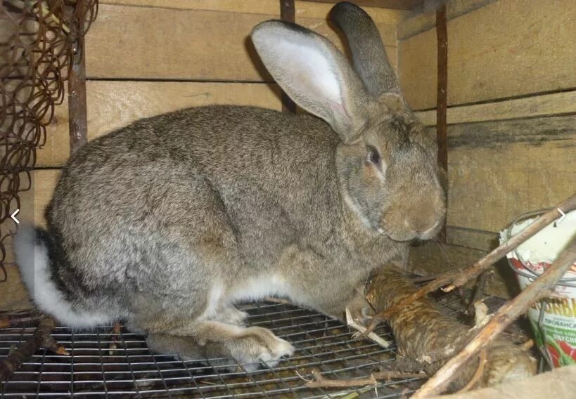 Крол самец серый великан. Кролик серый великан крольчата. Крольчата серого великана. Серый великан кролик. Авито породы кроликов