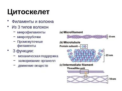 Цитоскелет в клетках животных состоит из белка