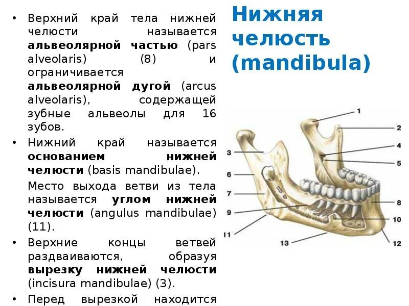 Нижняя челюсть анатомия кости. Зубные альвеолы нижней челюсти анатомия. Альвеолярная дуга нижней челюсти анатомия. Части нижней челюсти анатомия.