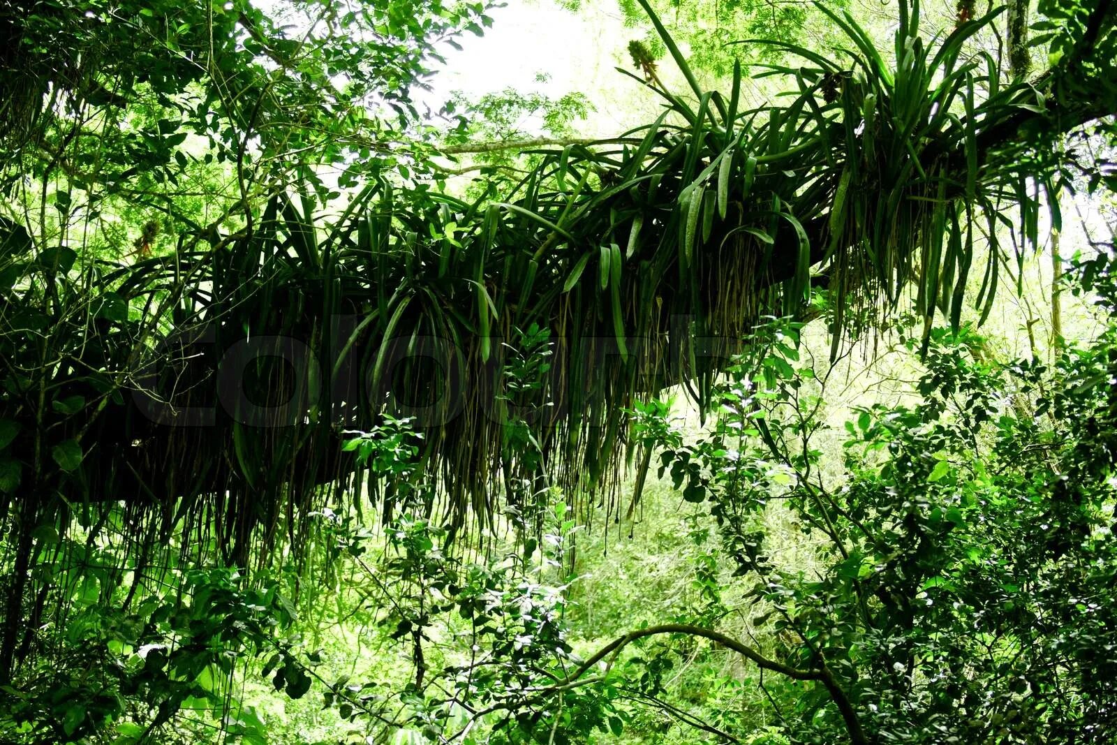 Монстера эпифит. Тропические лианы Сахалин.