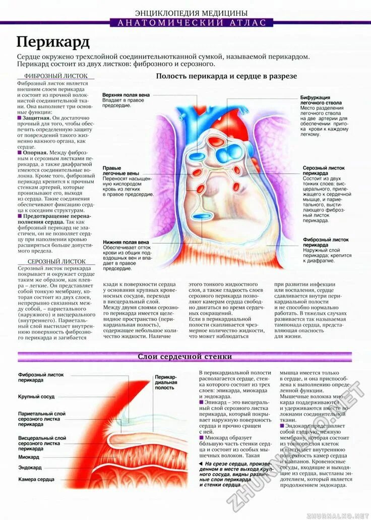 Скопление воздуха и крови в перикарде. Энциклопедия медицины анатомический атлас. Перикард атлас анатомия. Наружный листок перикарда. Серозный слой перикарда.