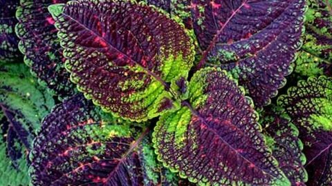 Plant color