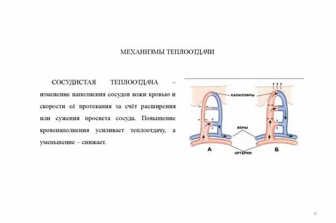 Сужение кожных сосудов уменьшает теплоотдачу увеличивает теплоотдачу