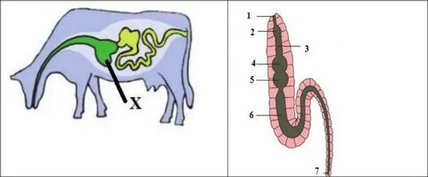 Жапырақ астындағы лесбиянки