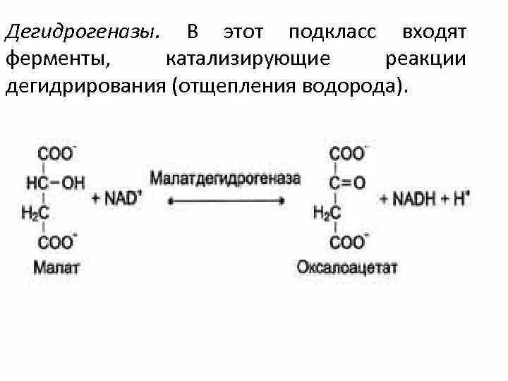 Типы реакций катализируемых ферментами. Пример реакции фермента дегидрогеназы. Группы ферментов дегидрогеназы. Дегидрогеназы примеры реакций. Дегидрогеназа пример реакции.