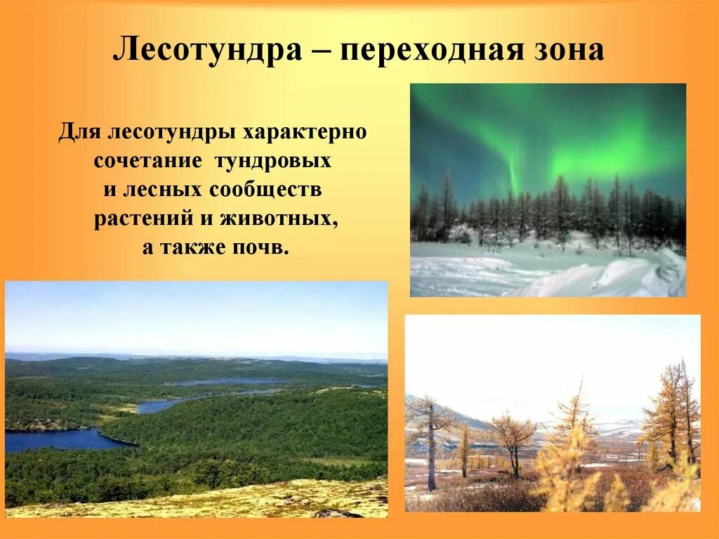 Природные зоны тундра лесотундра Тайга. Тундра и лесотундра климат. Климат лесотундры 8 класс. Лесотундра природная зона климат.