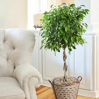 Горшок для фикуса бенджамина