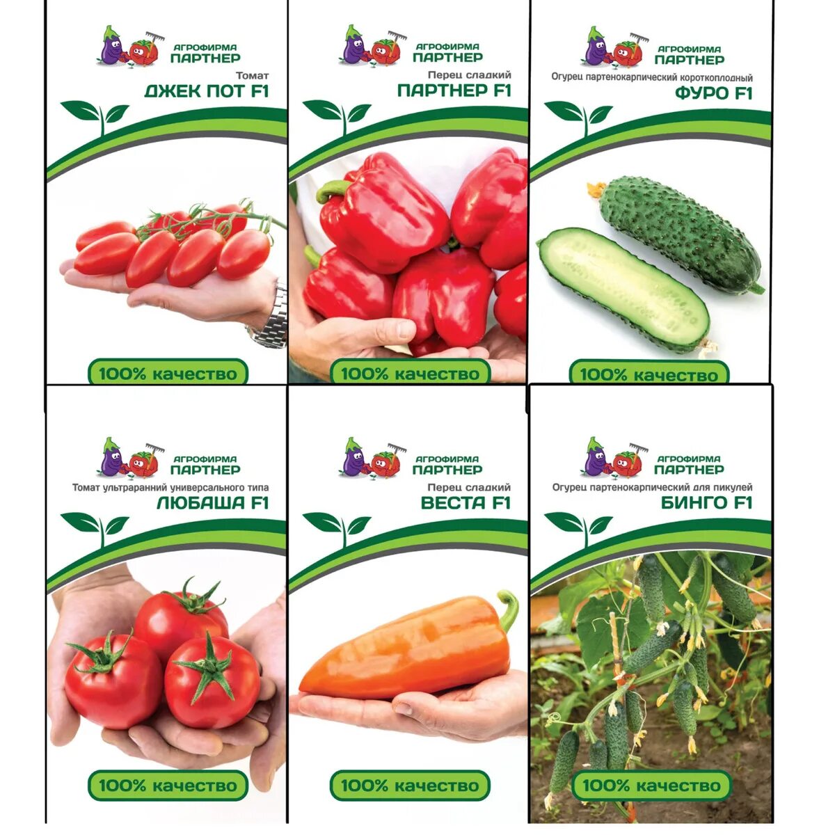 Фирма седек семена каталог. Агрофирма поиск семена. Агрофирма каталог. Семена томатов агрофирмы партнер. Клубника сашенька семена.