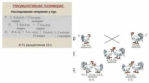 Расщепление при некумулятивной полимерии