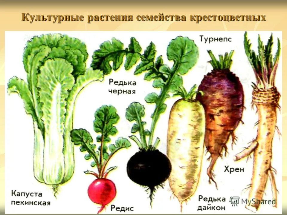 Овощи семейства крестоцветных. Семейство крестоцветные капустные. Крестоцветные капустные представители. Капуста растение семейства крестоцветных.