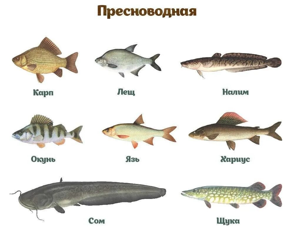 Именно рыба. Рыба тресковых пород. рыба семейства тресковых морская. название рыб семейства тресковых все. белая рыба семейства тресковых.