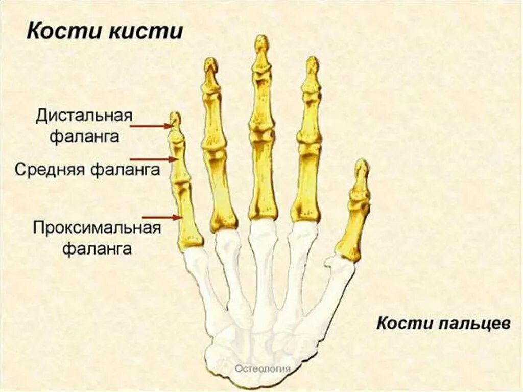 Проксимальная фаланга мизинца кисти. Основная фаланга 5 пальца стопы анатомия. Кости кисти фаланги 1 пальца кисти. Кости пясти и фаланги пальцев.