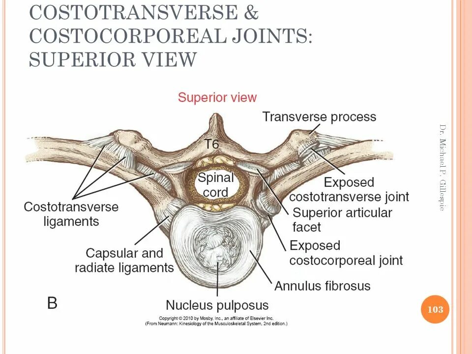 Transverse Joint of the Tarsus. Superior view перевод