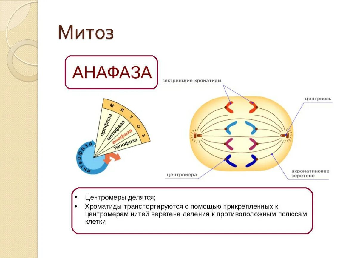 Расхождение центриолей к полюсам клетки происходит. Формирование веретена деления митоз. Анафаза митоза 1. Митотическое Веретено деления схема. Анафаза ооцита 1.