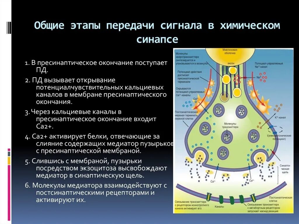 Этапы проведения возбуждения через химический синапс. Механизм передачи сигнала в химических возбуждающих синапсах. Передача импульса через синапс с химическим механизмом. Синаптическая передача сигнала электрический синапс