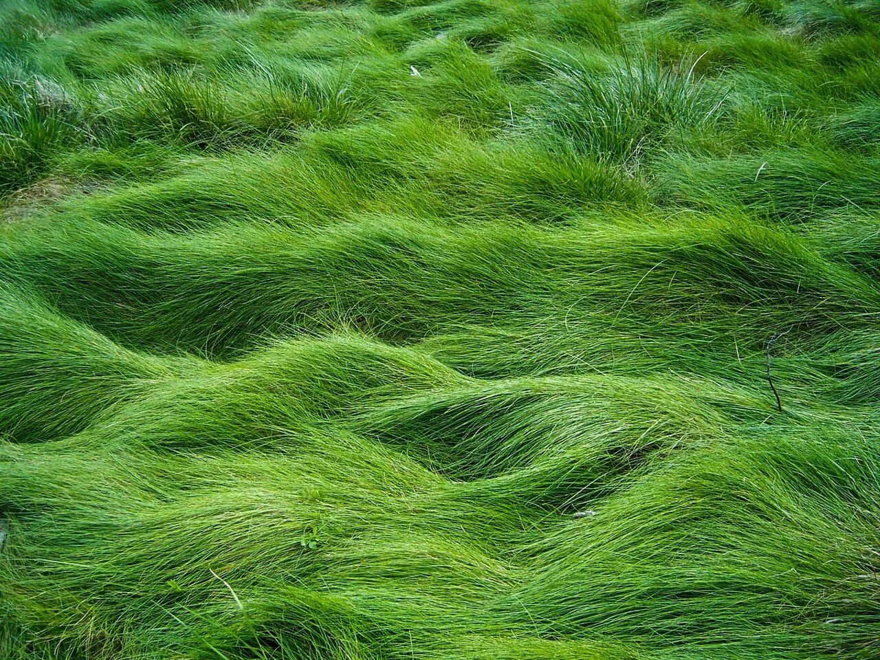 Зеленые водоросли ульфоциевые. Цвет Грасс Грин. Трава. Зеленая трава. Wide green