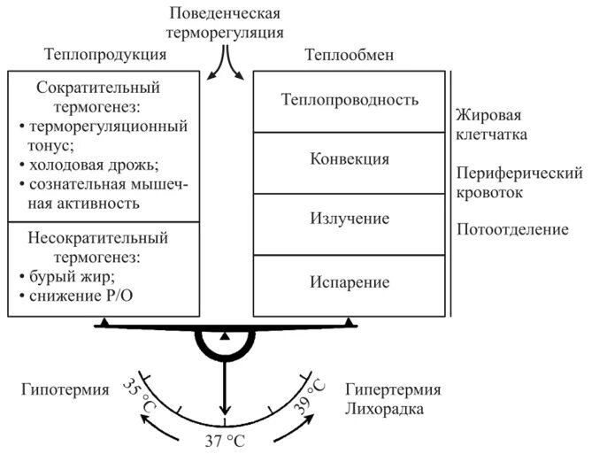 В теплоотдаче главную роль играет. Схема теплопродукция и теплоотдача. Механизмы регуляции процессов теплопродукции и теплоотдачи. Физиологический процесс теплопродукции. Терморегуляция теплопродукция и теплоотдача схема.