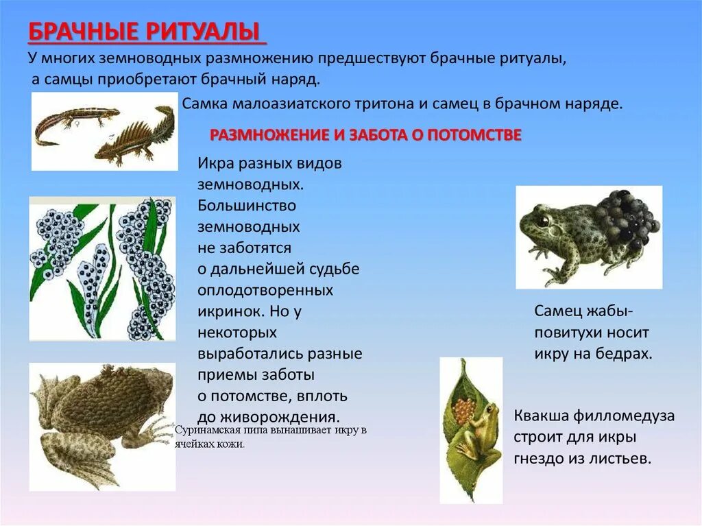 Каким способом размножаются амфибии