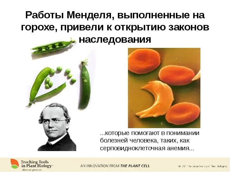 Наследственность горох. Горох Менделя. Работы Менделя. Опыт Менделя с горохом. Законы Менделя горох.