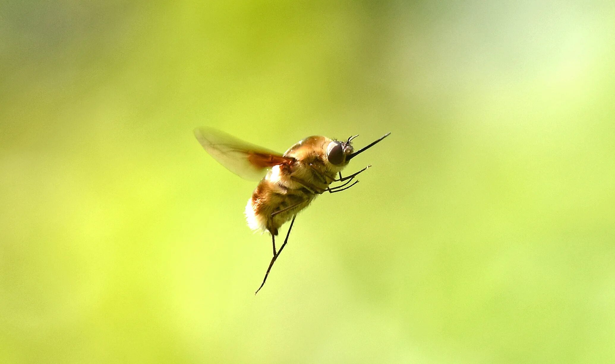 Bee fly. Пчёлы. Насекомые навигация. Black-tailed Bee Fly.