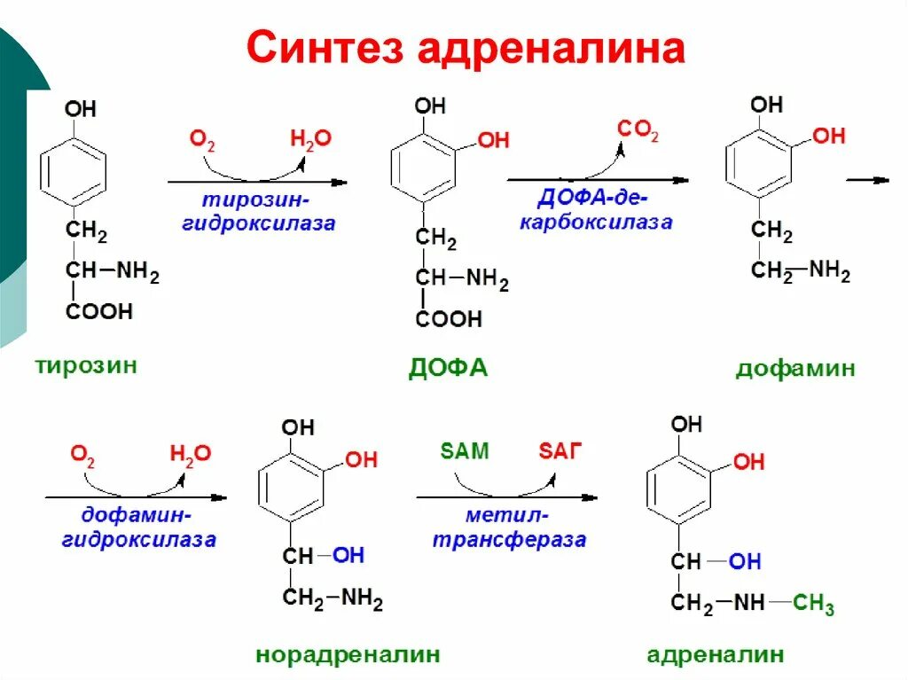 Селен тирозин. Синтез катехоламинов биохимия. Реакция образования дофамина из тирозина. Синтез катехоламинов биохимия из тирозина. Реакция синтеза адреналина из тирозина.