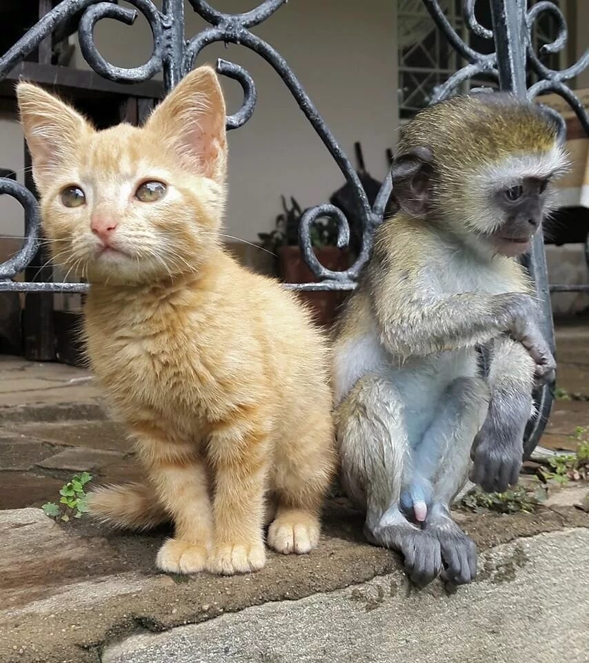 Коте обезьянка. Обезьянка и кот. Обезьяна и кошка. Дружелюбные животные. Дружелюбный кот.
