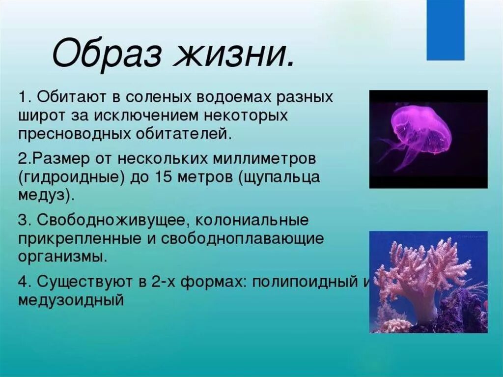 3 признака кишечнополостных